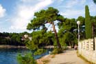 Powi�kszone zdj�cie 