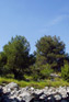 Powi�kszone zdj�cie 