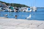 Powi�kszone zdj�cie Mali Losinj