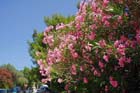 Powi�kszone zdj�cie Malin, Mali Losinj